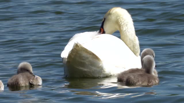 Swans
