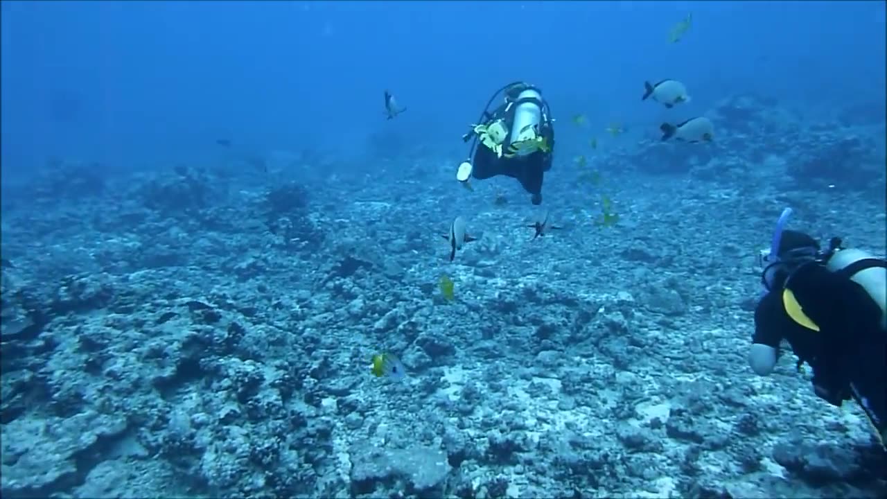 Giant Humpback whale close encounters while diving