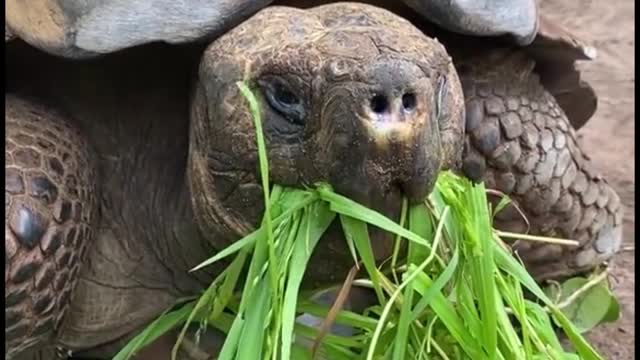 Why does this big turtle eat grass