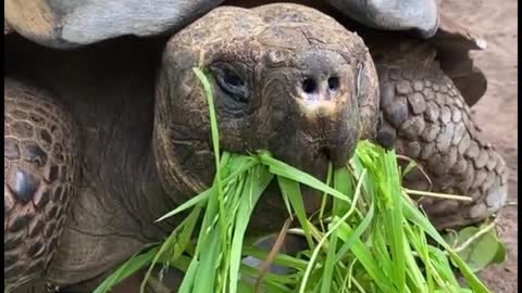 Why does this big turtle eat grass