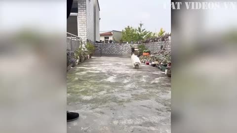 funny animals video 2024