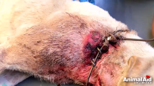 Dog rescue with wire embedded in neck, long road to emotional recovery