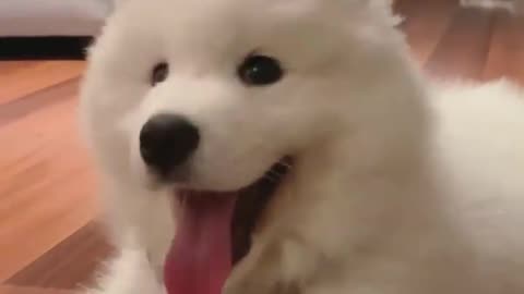 Cute Puppy Video