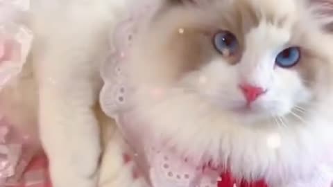 Aww cute cat videos funny Vol5❤️ Cat Cash Compilation chines💚 Tiktok Cat Meow