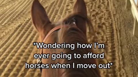 Wondering how I'm ever going to afford horses when I move out*