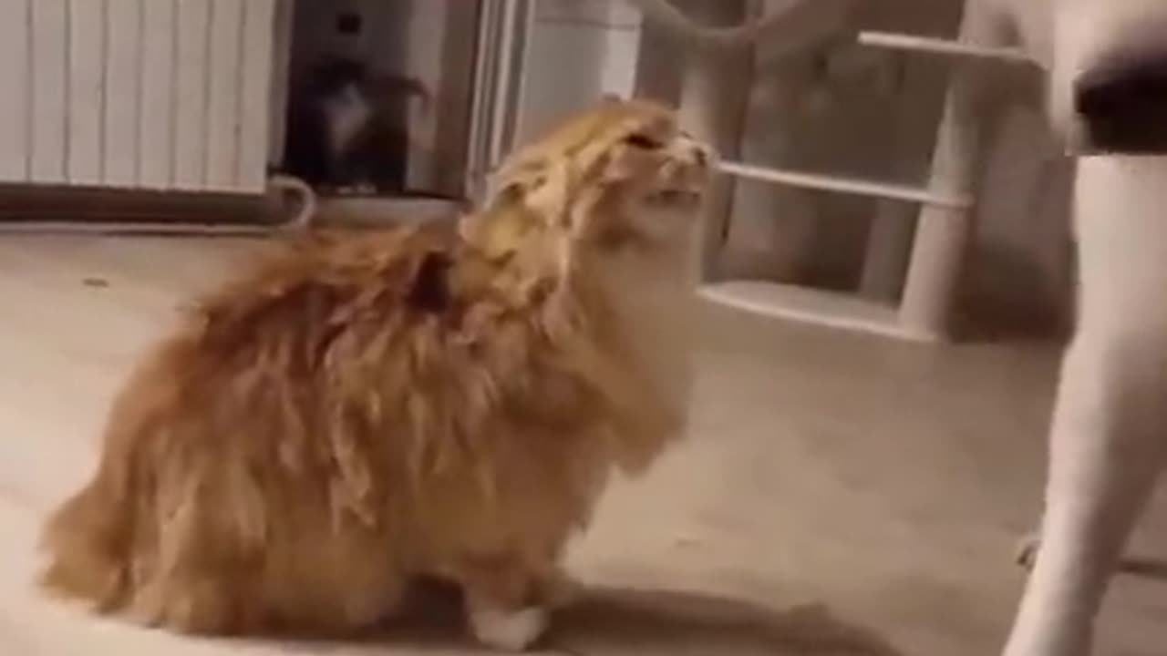 lovely pets