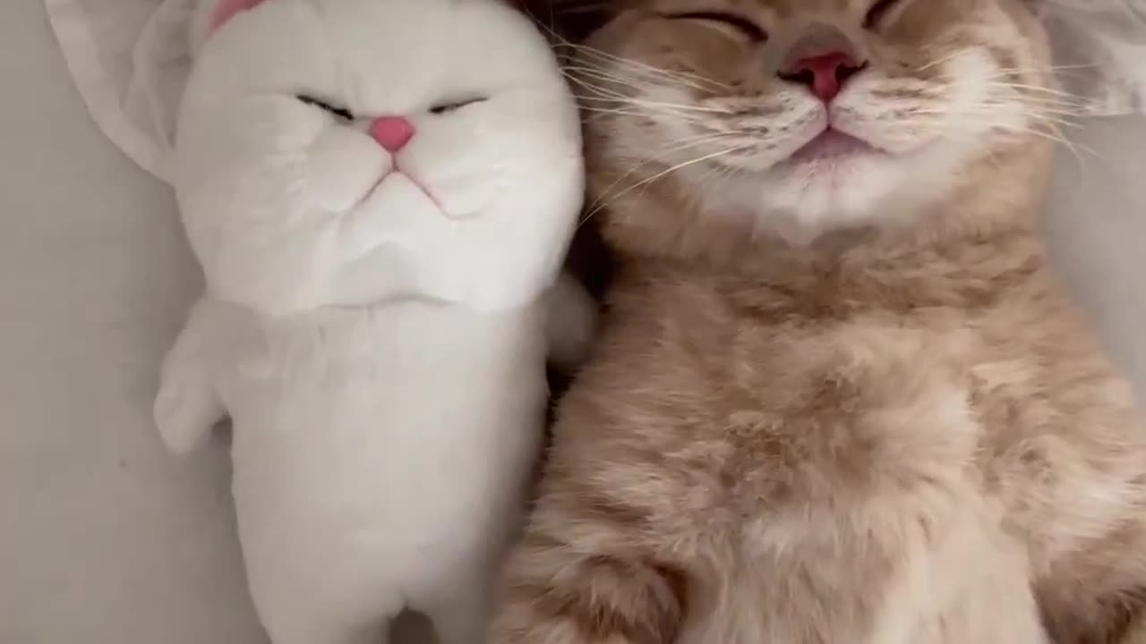 Cat sleeping