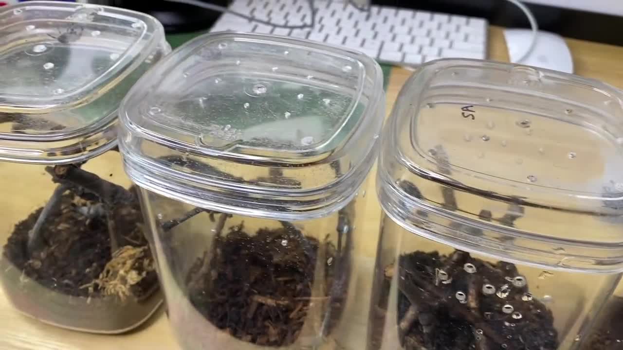 Feeding my ADORABLE jumping spiders! Phidippus regius Update-18