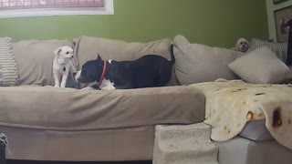 Bulldog Little Brother Pesters Older Dog to Play