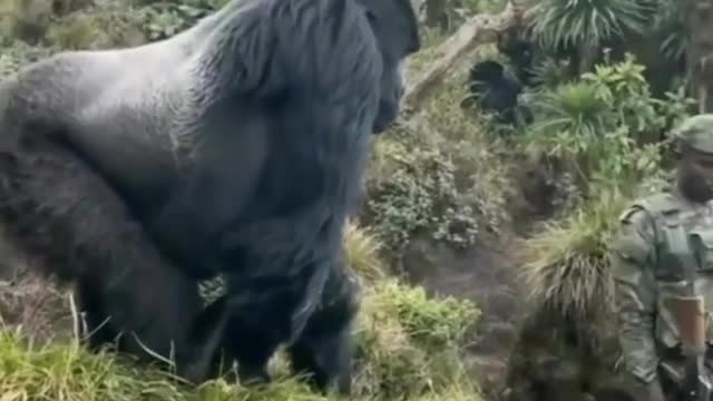 Kong sized gorrilla next to a layman