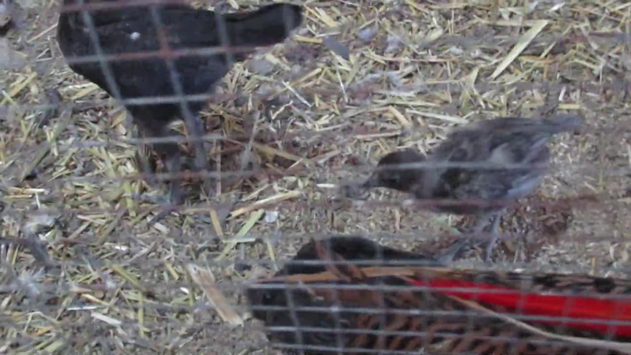 Button quail chicks (2)