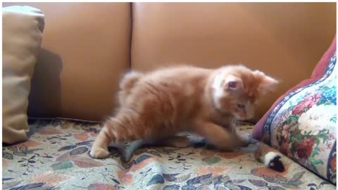 AWW SO CUTE! Cutest baby animals Videos Compilation Cute moment of the Animals - Cutest Animals