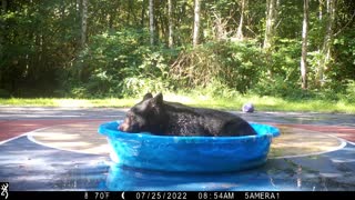 Bear Goes Full Zen After Winning Battle for Kiddie Pool