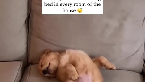 Puppy sleeping