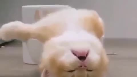 Funny cat