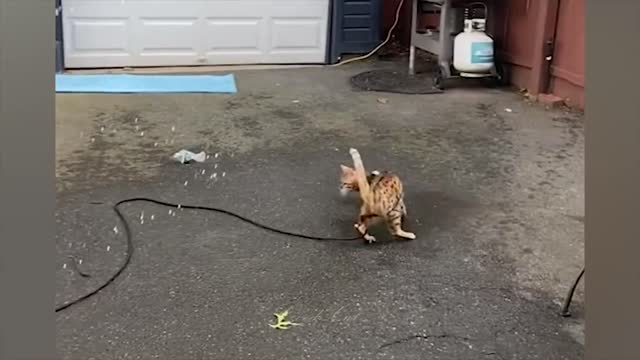 Funny moment compilation