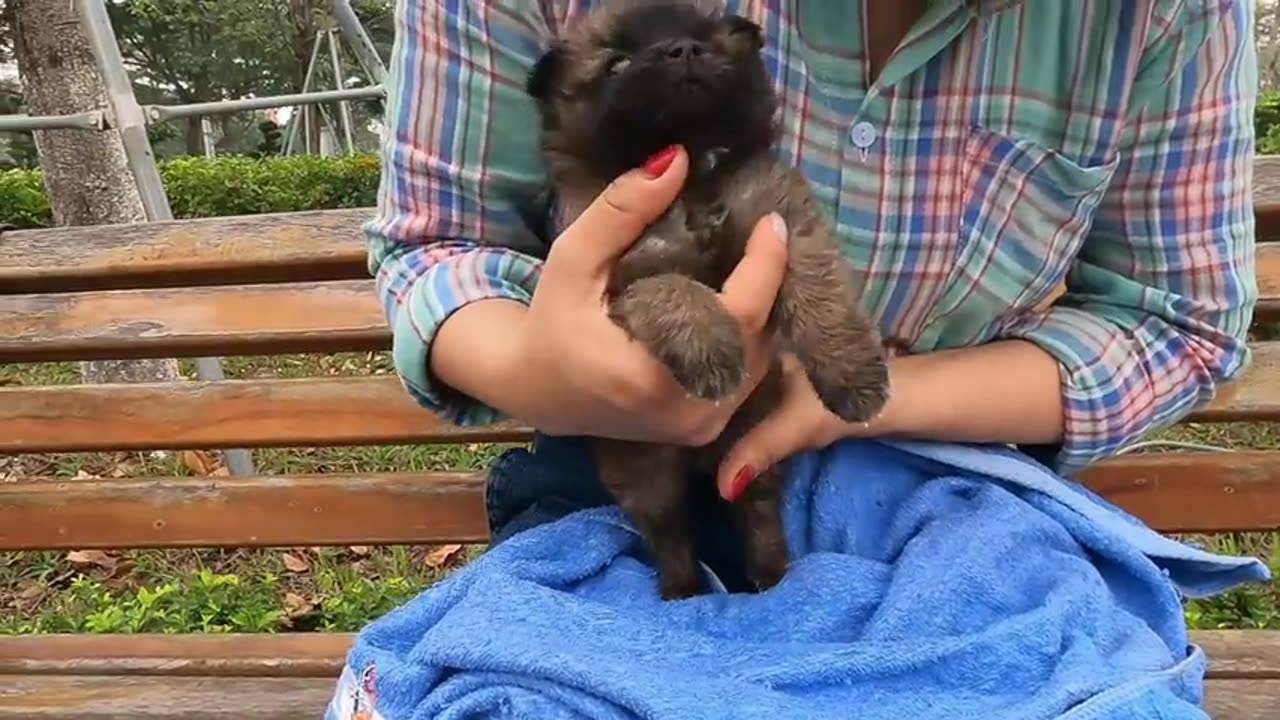 Title: 🐾🍼 "Heartwarming Rescue: Abandoned 3-Week-Old Puppy Finds Hope on the Streets" 🌟🏡