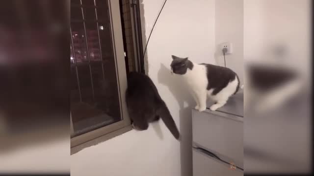 Baby cat cute and funny moment 🐱🤣😄