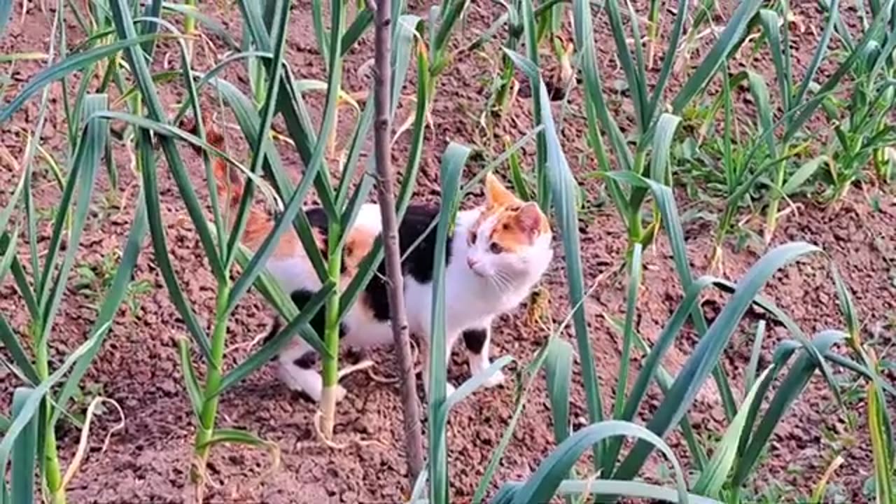 A mother cat and a male cat are walking on the street.