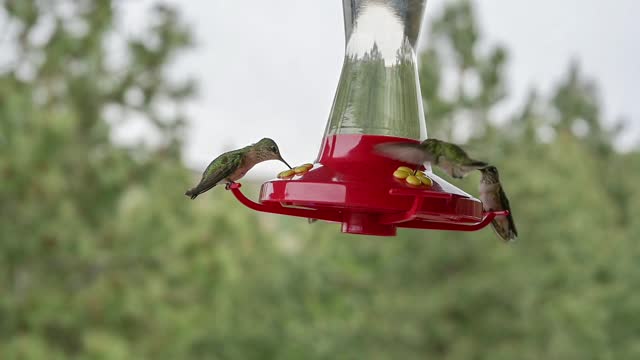 Two birds drinking water