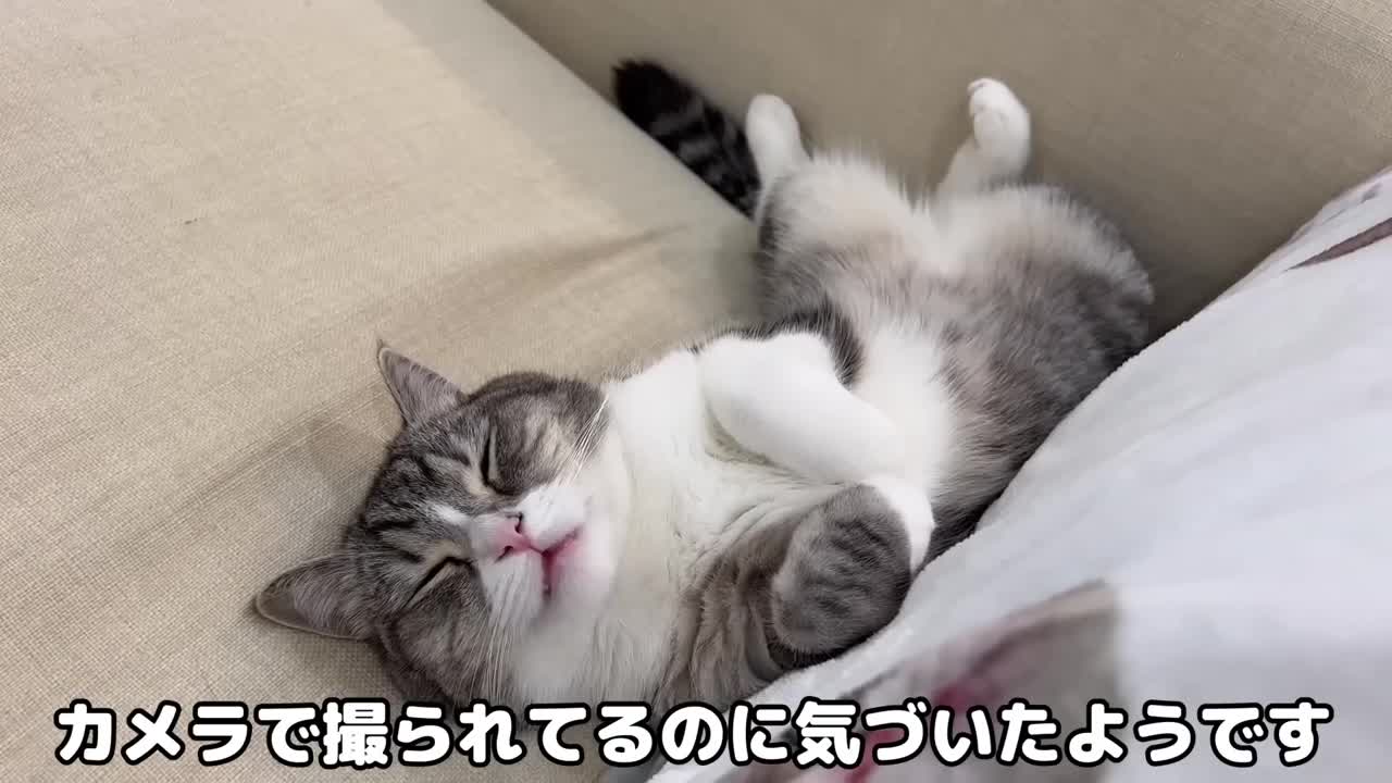 When I called the name of the cat who was dreaming comfortably, the reaction was too cute.