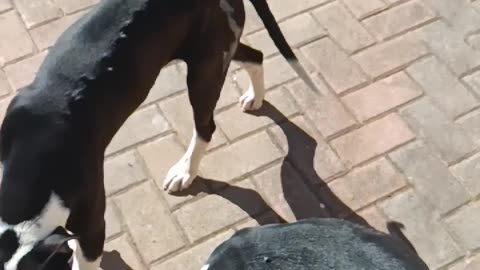 She is a buaty