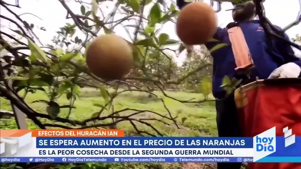 Pronostican aumento en precio de las naranjas a causa de Ian | Noticias Telemundo