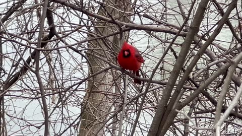 Male Cardinal sizing me up