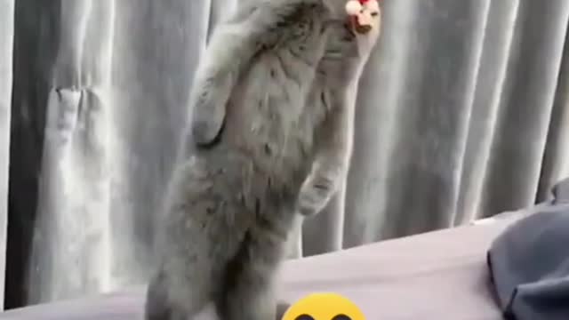 Super funny animal videos, will make you LAUGH EXTREMELY HARD🤣🤣