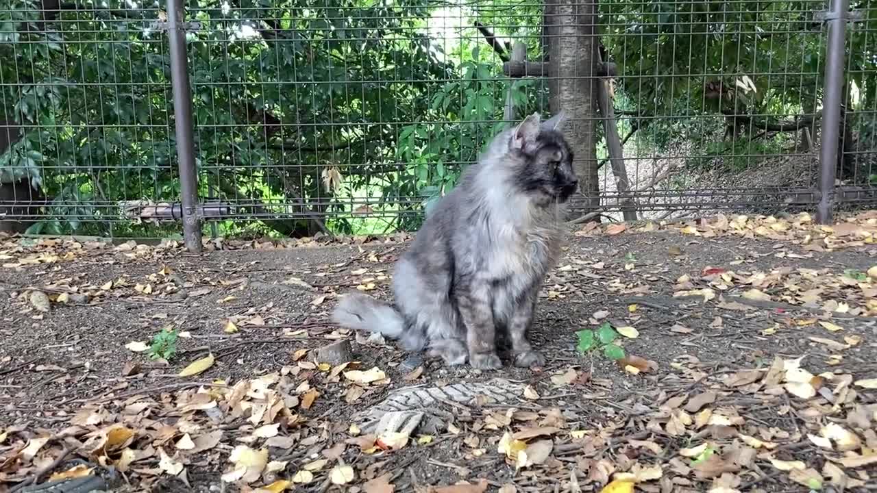 cat video S公園の猫の動画 20221013 008~エリー、今日は少し警戒モード。