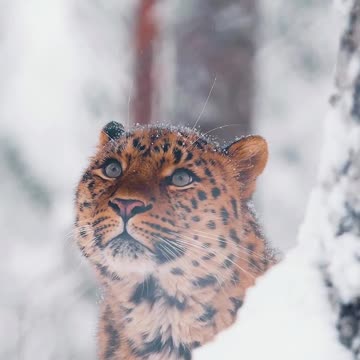 "Majestic in White" or "Snow Tiger Poses"