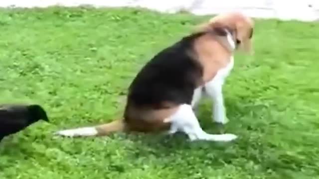 Funniest Animals 2022 😂 Fun with Cats and Dogs 😺🐶 Part 1.mp4