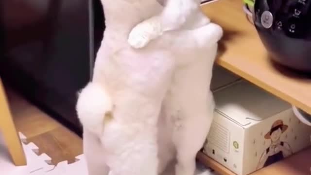 Cat: what do you want, stupid dog?😂😂