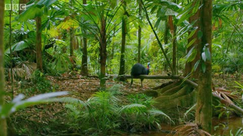 Giant Cassowaries are Modern-day Dinosaurs