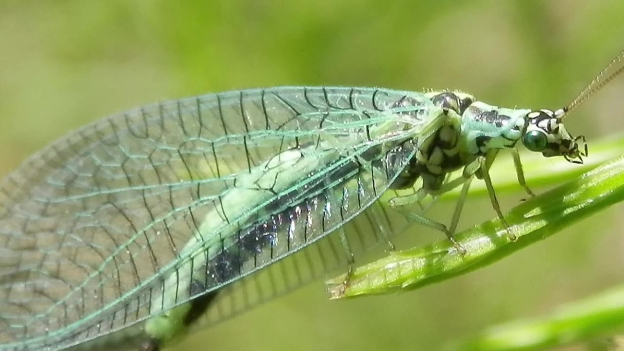 "Then and Now" Amazing Nature Photos - pt2 #insects