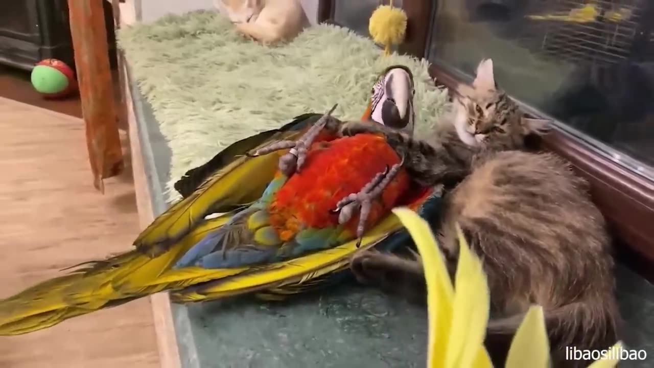 When Your Cat Is Obsessed With His Tiny Love Bird