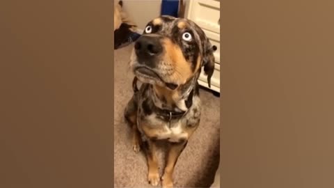 Funny Animal Video