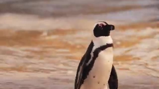 4.A Penguin Walking at the Beach