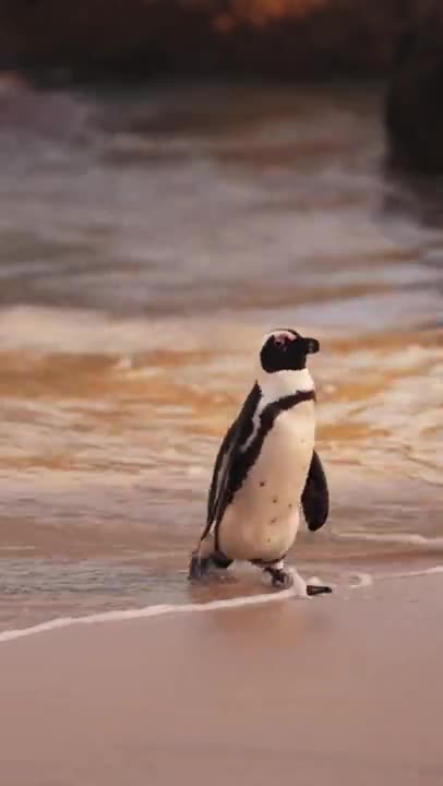 4.A Penguin Walking at the Beach