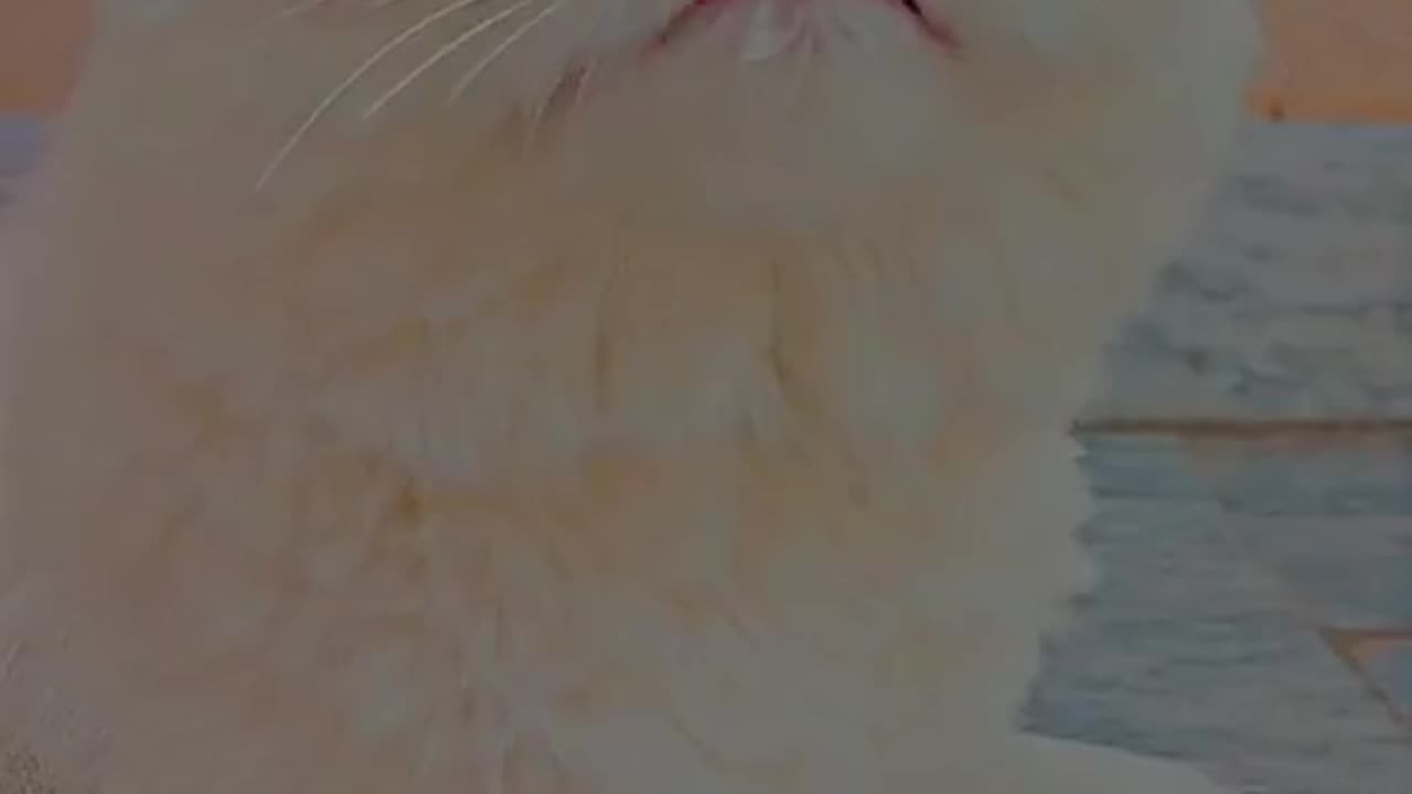 Cute and beautiful cat video.