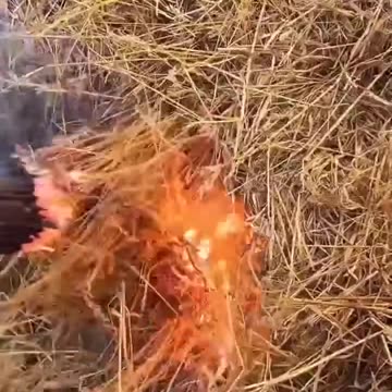 Не КУРЫ а Пища Богов