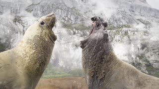 Penguin Chick Eaten by Skua | Penguin Post Office | BBC Earth