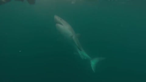 Great White Shark Warns Irresponsible Scuba Diver