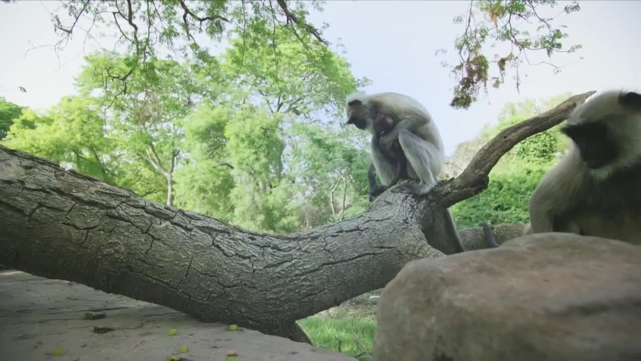 Langur monkeys grieve over fake monkey _ Spy in the Wild - BBC