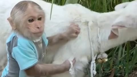 funny monkey , goat , funny goat , animals ,best video for kids