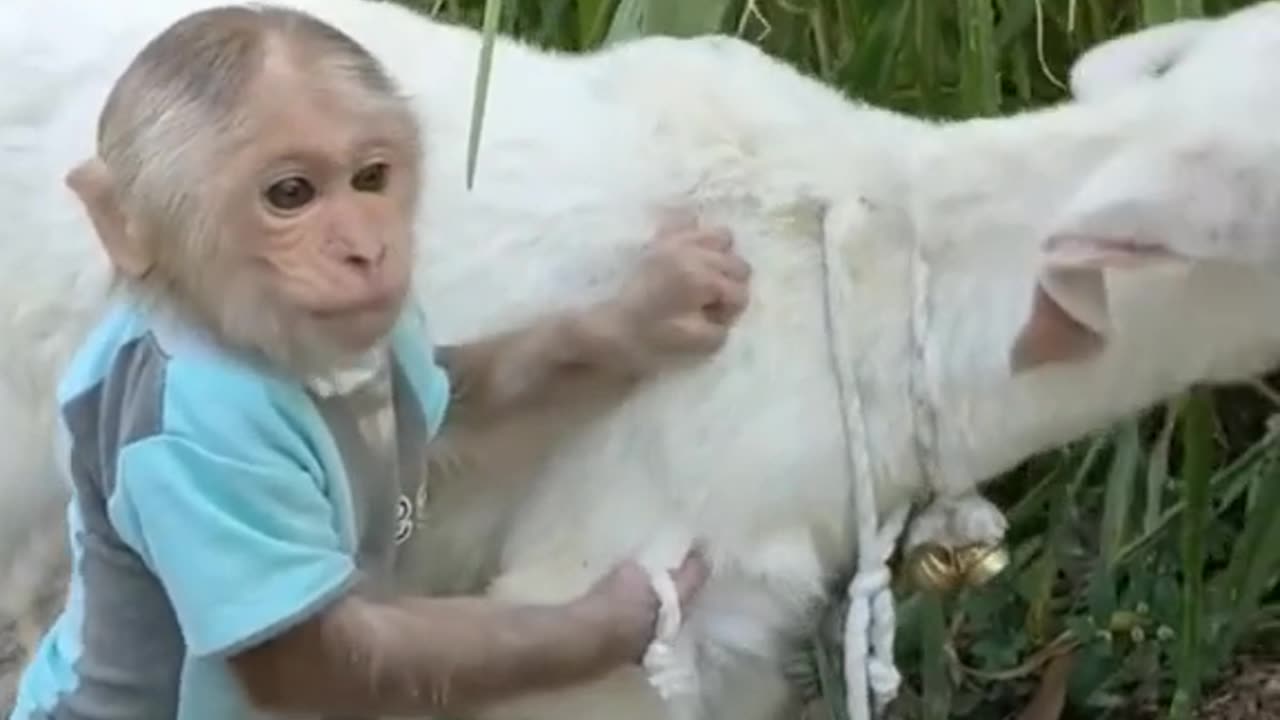 funny monkey , goat , funny goat , animals ,best video for kids