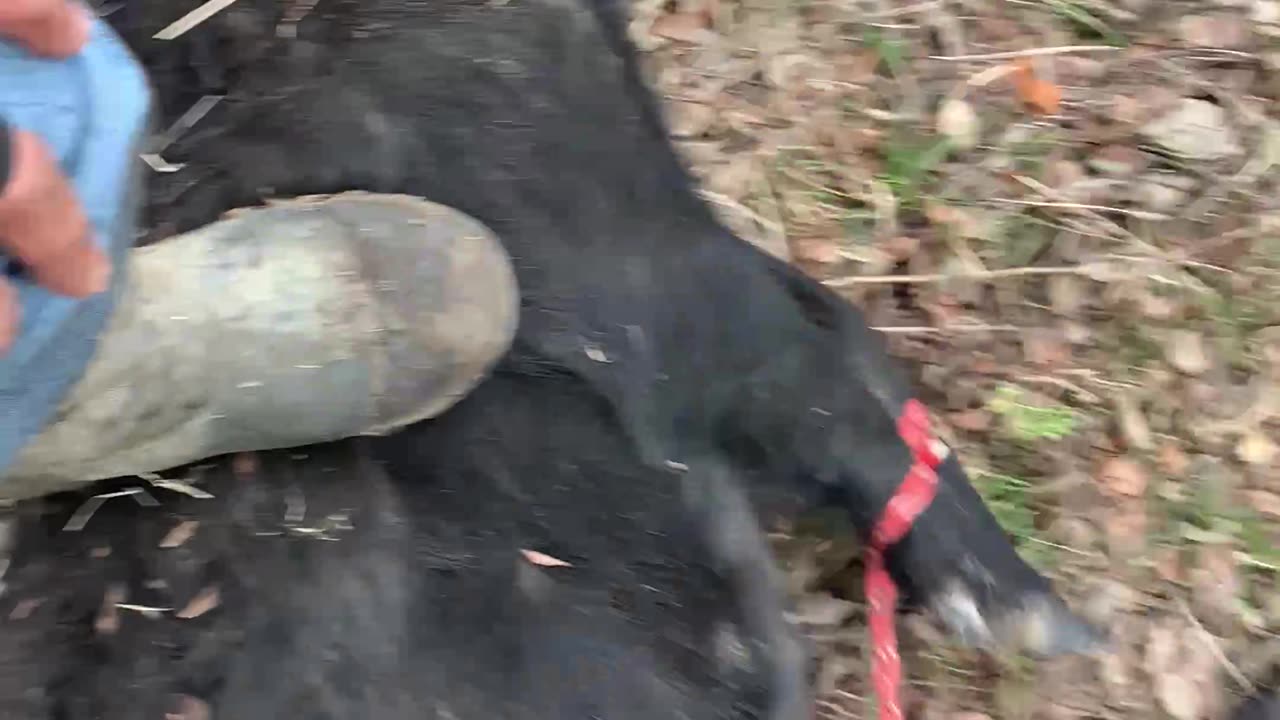 Hog down