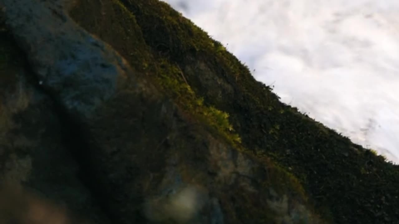 "Alpine Delicacy: The Tiny Plant that Defies the Mountains"