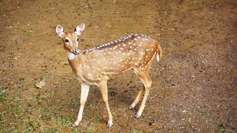 The chital or cheetal