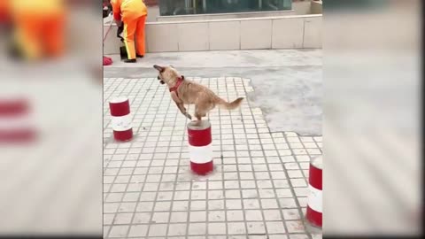 Funny Cat and Dog Videos That Will Make Your Day